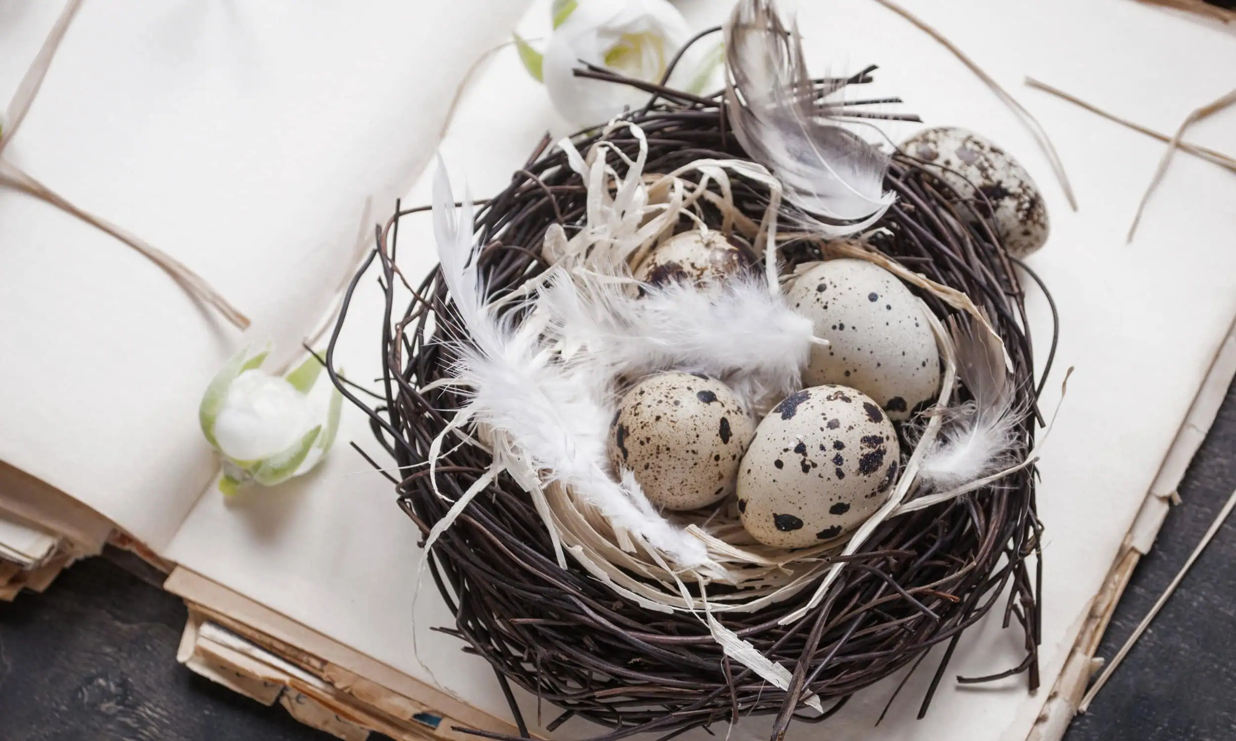 Fragen zu Ostern Fragen zu Ostern, Nest