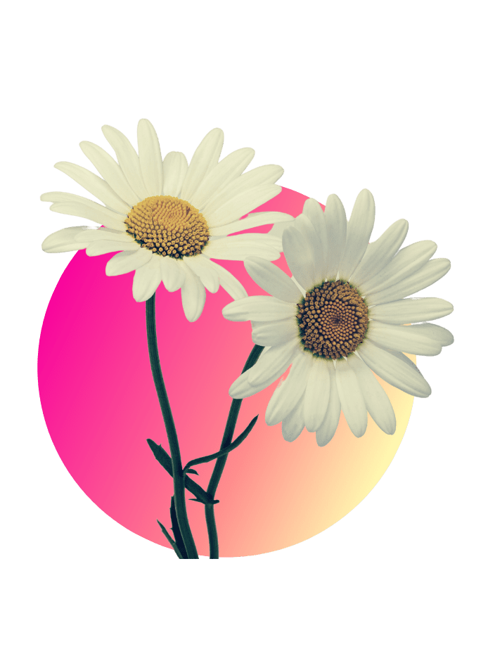 Kopie von Kopie von ft(251) Muttertagsgeschenk Margeriten