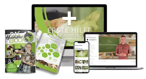 Erste Hilfe beim Hund | Doguniversity - Onlinekurs