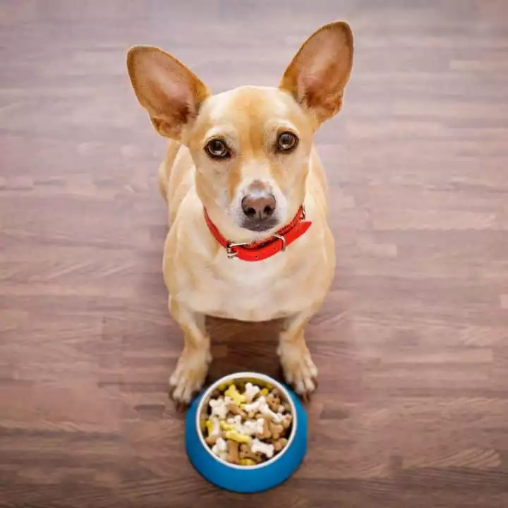 Hundeernährung - Gewusst wie! DER HUND Akademie