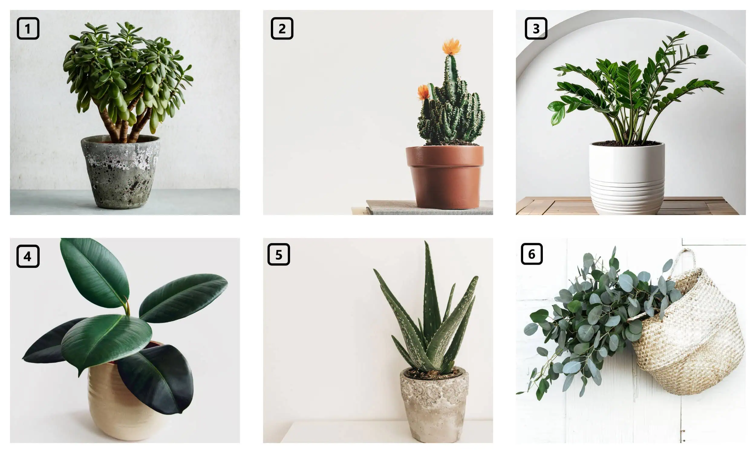 Einzugsgeschenke Pflanzen