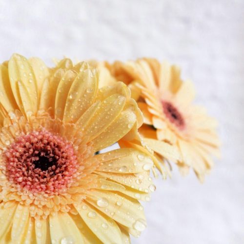 Gerbera