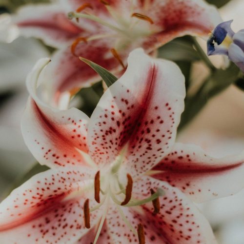 Lilien