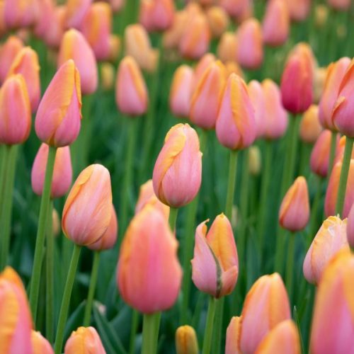 Tulpen