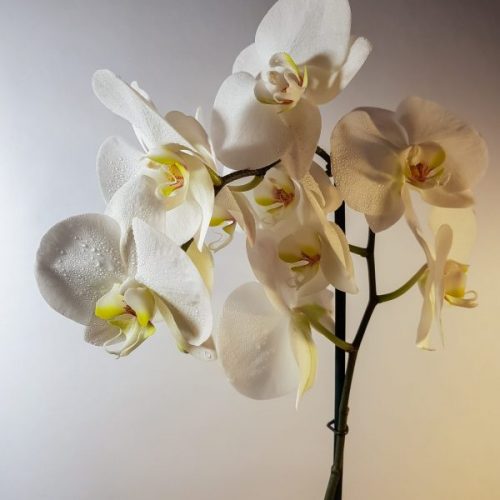 Orchideen