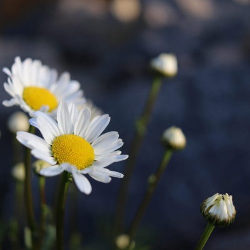 Margeriten